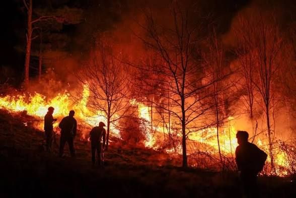 Incendios forestales devastan el noroeste de EE. UU.: Crisis climática exige cooperación global