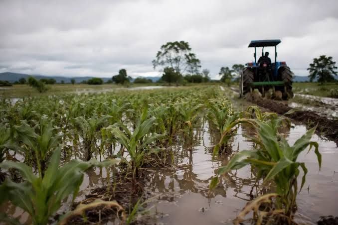 Gobierno lanza escudo agropecuario de $19,7 millones ante El Niño