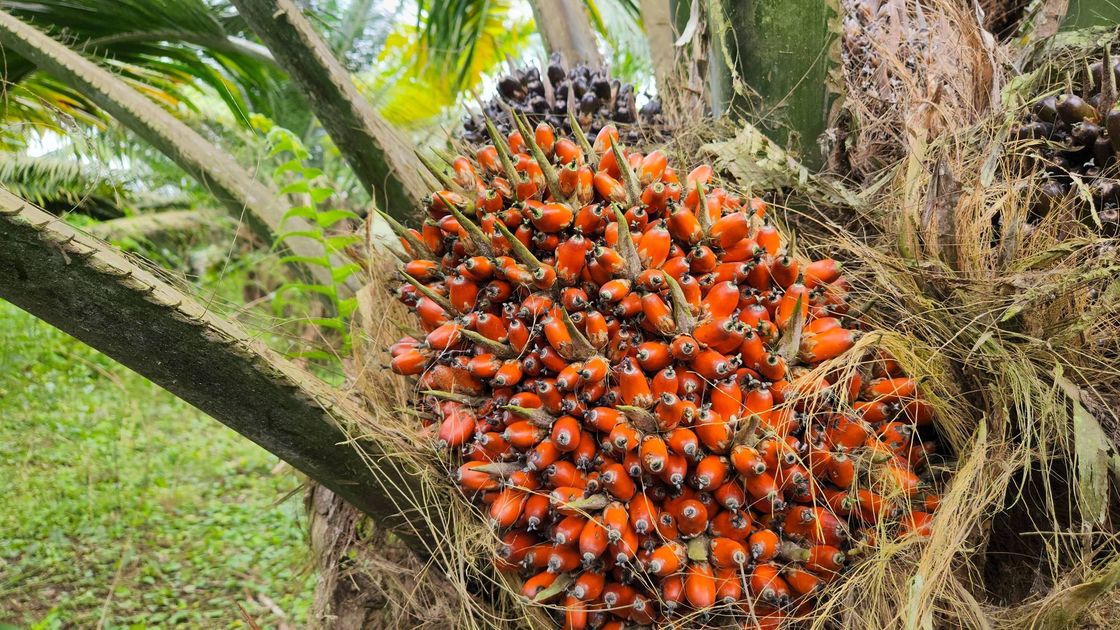 Palmicultura ecuatoriana recupera el 55% de hectáreas afectadas por crisis