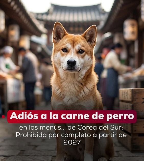 Corea del Sur cierra una tradición: adiós al consumo de carne de perro