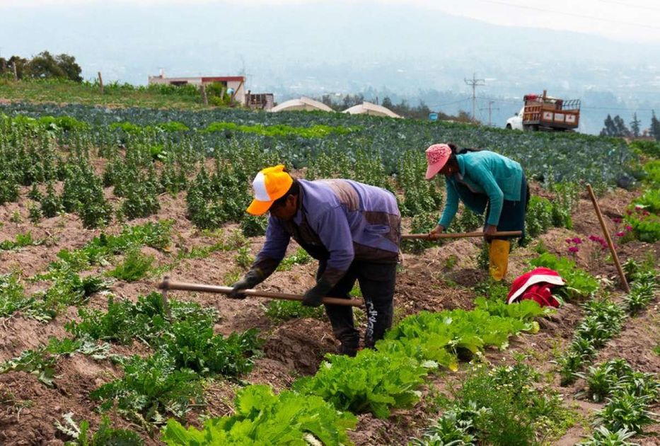 Gobierno impulsa AGROPROTEGE para proteger a 80 mil productores agrícolas
