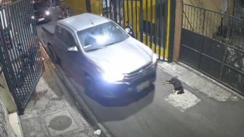 La Alcaldía de Guayaquil investiga el brutal maltrato animal filmado en vehículo municipal