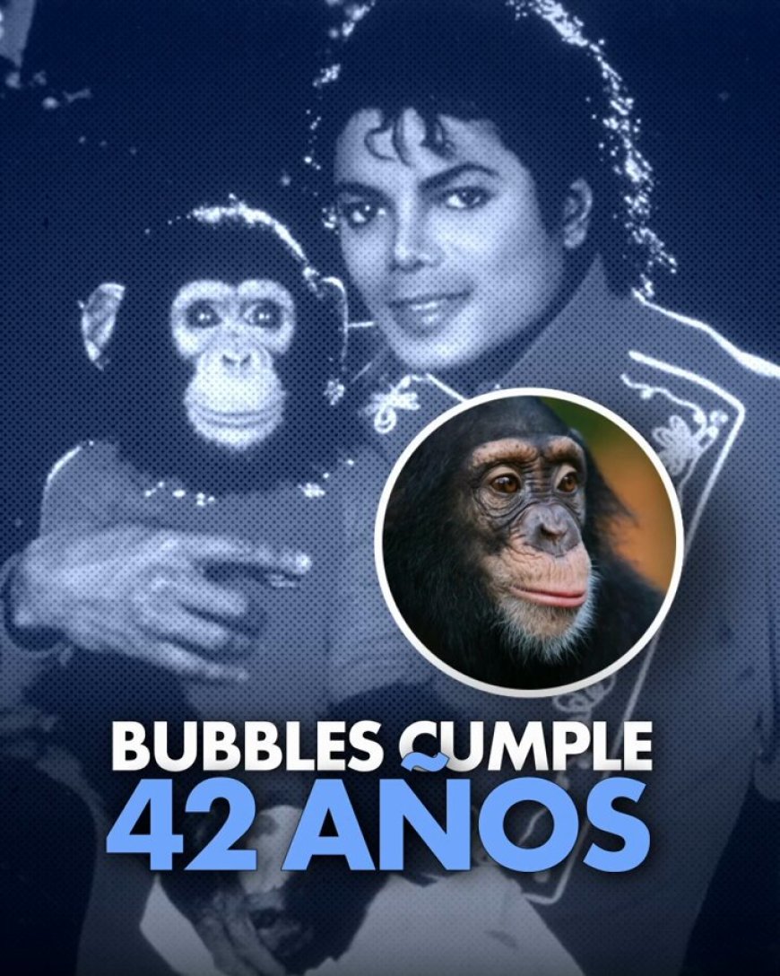 Bubbles, el chimpancé de Michael Jackson, cumple 42 años