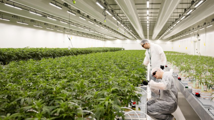 🔵 Países Bajos da un paso clave hacia la legalización total del cannabis
Desde este 7 de abril, diez ciudades venderán solo marihuana cultivada legalmente. El experimento busca regular toda la cadena: del cultivo al consumo.
¿El objetivo? Evaluar impactos en salud pública, ¿El