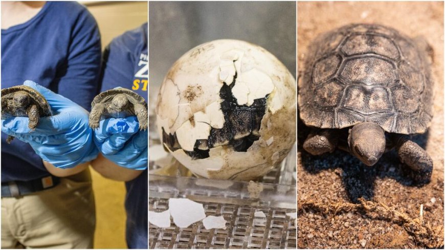Nacimiento de tortugas gigantes de Galápagos en Filadelfia: Un hito para la conservación