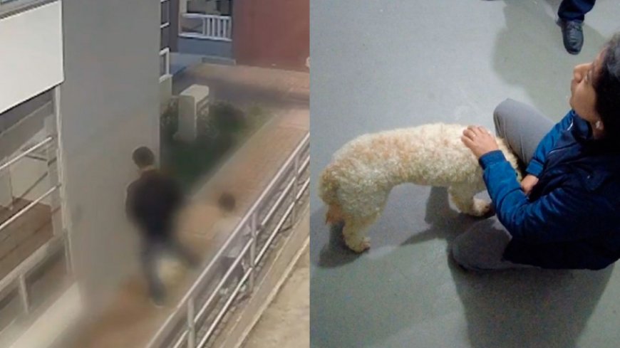 🔵 Un hombre fue captado pateando y arrastrando a un perrito frente a su hijo en San José de Morán, Calderón. El can, llamado Ninja, fue rescatado por la AMC, la UBA y la Policía. Presenta heridas y signos de ansiedad. El agresor enfrenta una posible multa de hasta $4.700. #Quito…