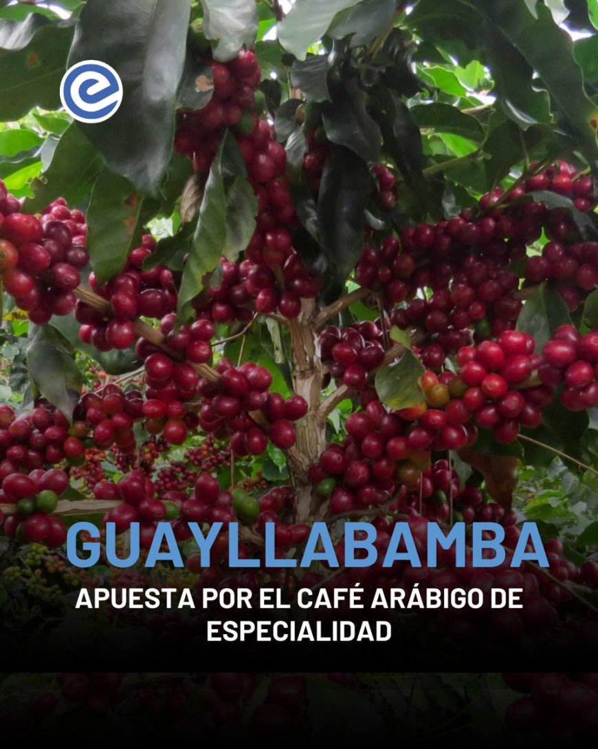 Café de especialidad transforma Guayllabamba en nuevo referente ecuatoriano