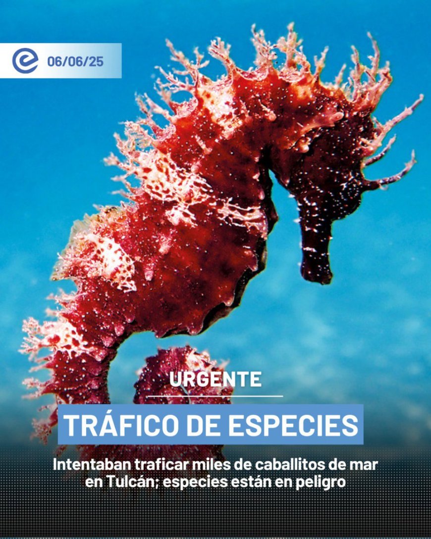 🔵 Golpe al tráfico de vida silvestre en Tulcán