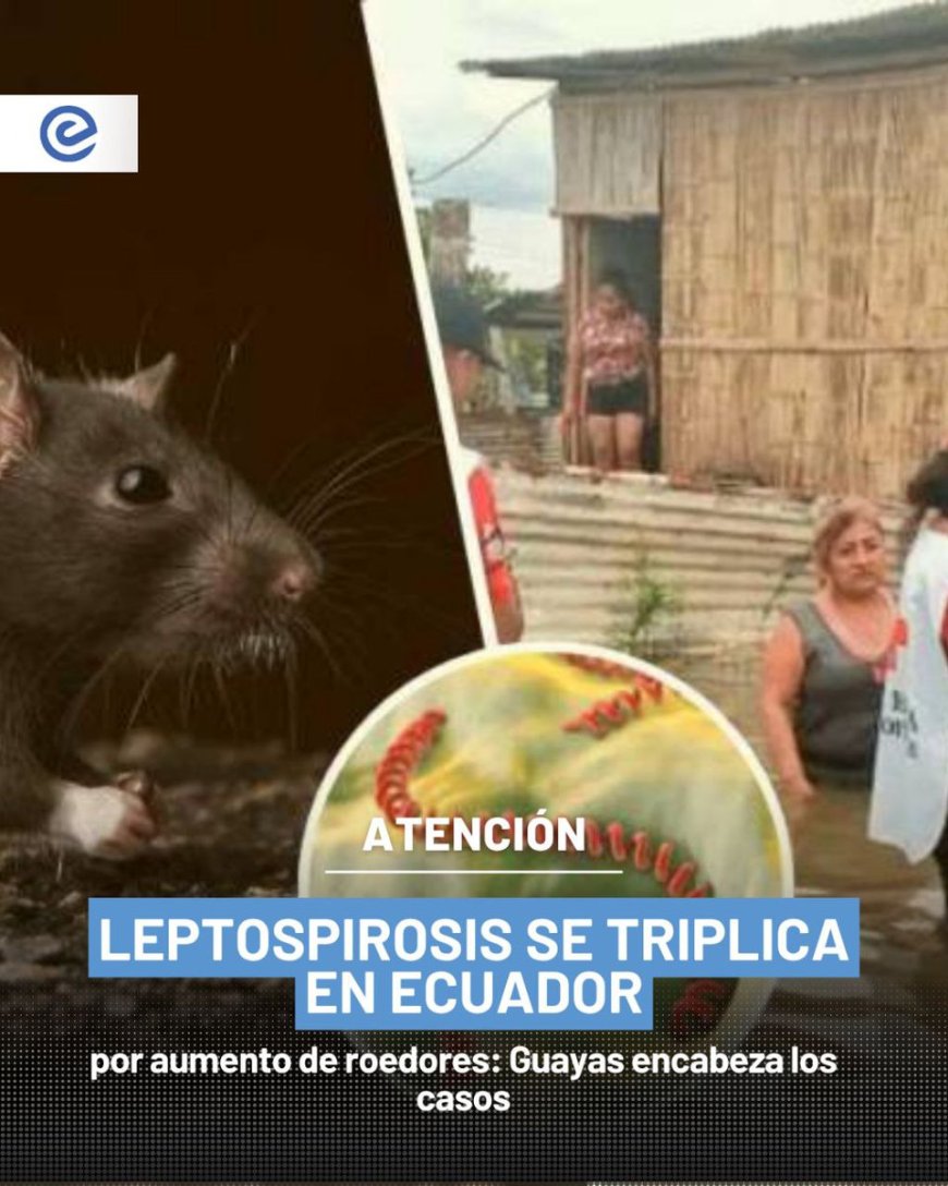 Alerta sanitaria en Ecuador | Leptospirosis se triplica en 2025