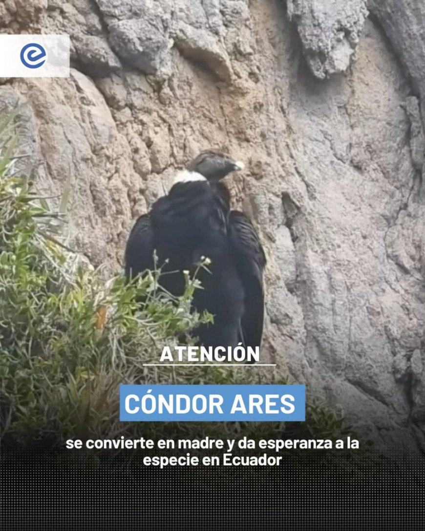 ¡Buena noticia para la conservación! | La cóndor Ares se convirtió en madre nuevamente