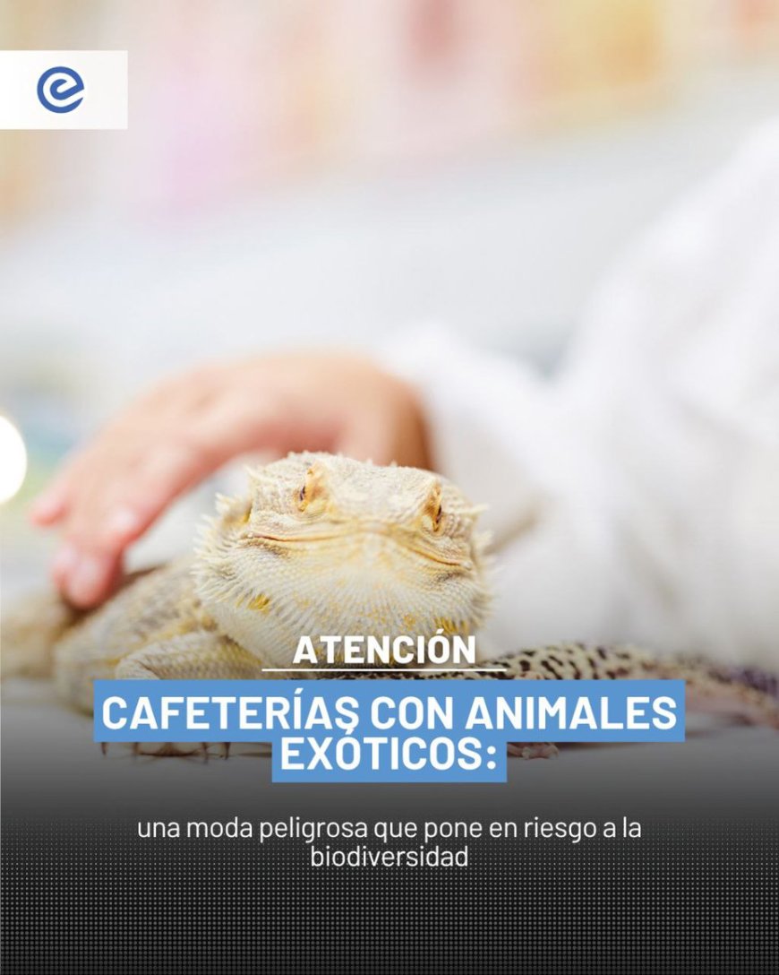 🔵 En Japón, cafeterías con animales exóticos como nutrias, serpientes y capibaras se vuelven virales. Pero detrás de esta moda peligrosa hay una gran amenaza: el tráfico ilegal de especies y el deterioro de la biodiversidad global. #BiodiversidadEnRiesgo