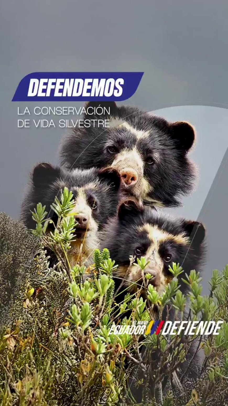 Osa de anteojos y sus crías avistadas en la vía Baeza-Papallacta | MAE pide precaución