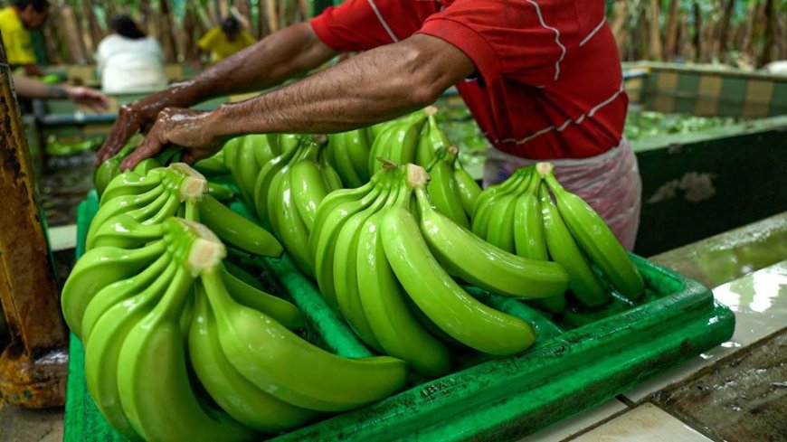EE.UU. propone ingreso sin aranceles de productos agrícolas ecuatorianos