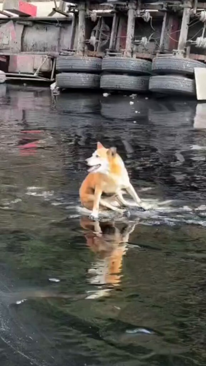 Trágico Accidente en Quito: Camión se Volca y Perro es Rescatado de la Brea