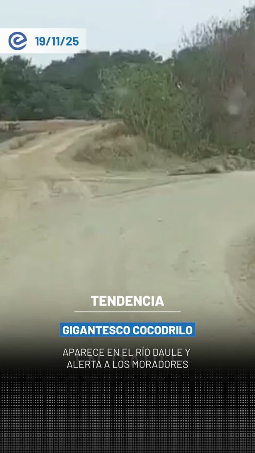 🔵 Daule en alerta | Enorme cocodrilo nadando en el río