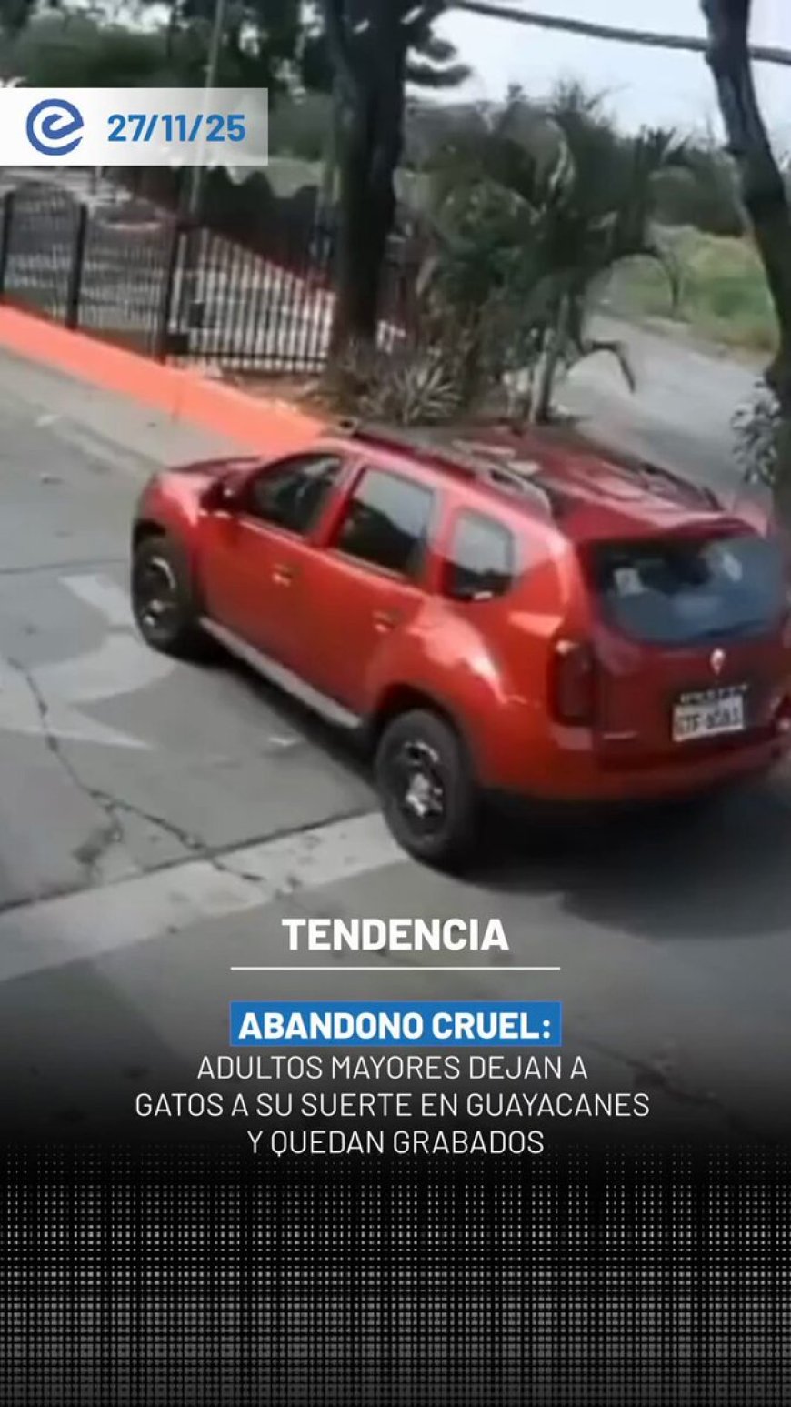 Indignación en Guayacanes: Pareja abandona familia de gatos