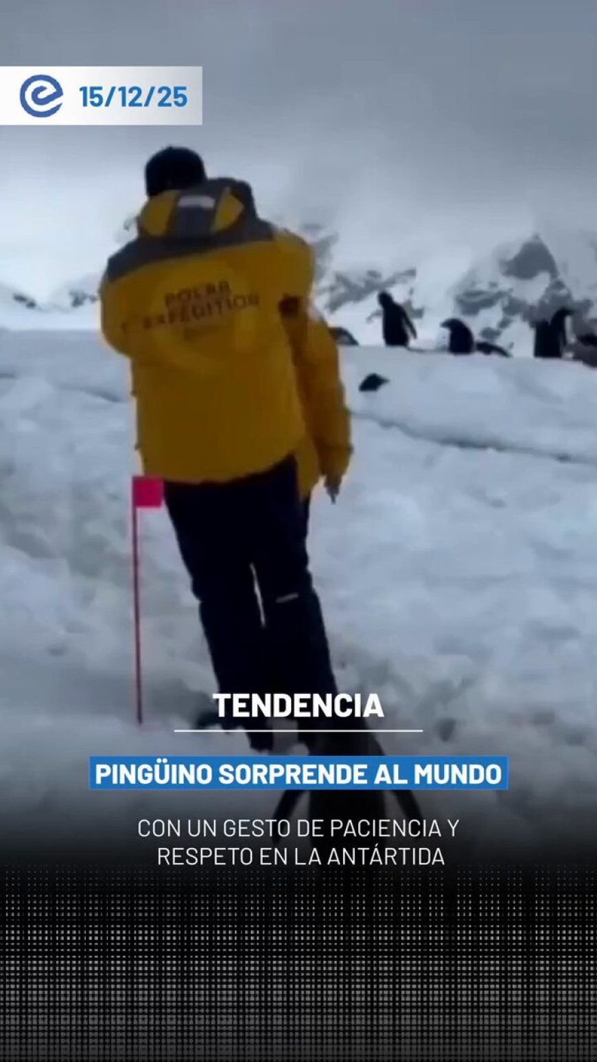 🔵 Un pingüino protagonizó una escena viral en la Península Antártica al detenerse pacientemente mientras una pareja terminaba de tomarse una selfie antes de continuar su camino sobre la nieve.