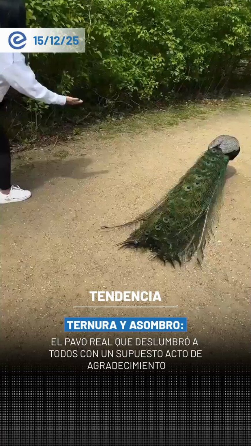 🔵 Un pavo real protagonizó un momento viral al desplegar su colorido plumaje segundos después de recibir comida de una mujer, escena que testigos interpretaron como un gesto de agradecimiento.