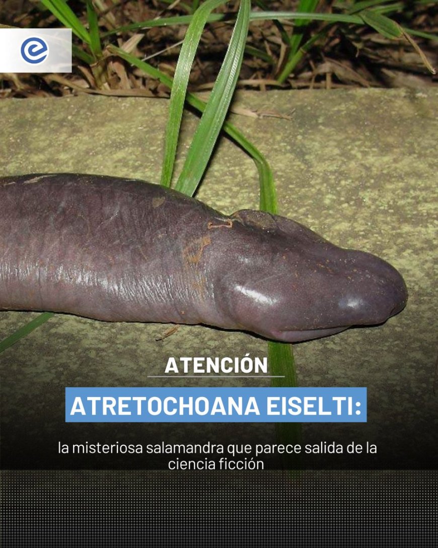 🔵 Considerado uno de los anfibios más extraños del mundo, Atretochoana eiselti respira exclusivamente a través de la piel y los tejidos de la boca, una adaptación extrema que lo obliga a vivir en ambientes acuáticos muy específicos.