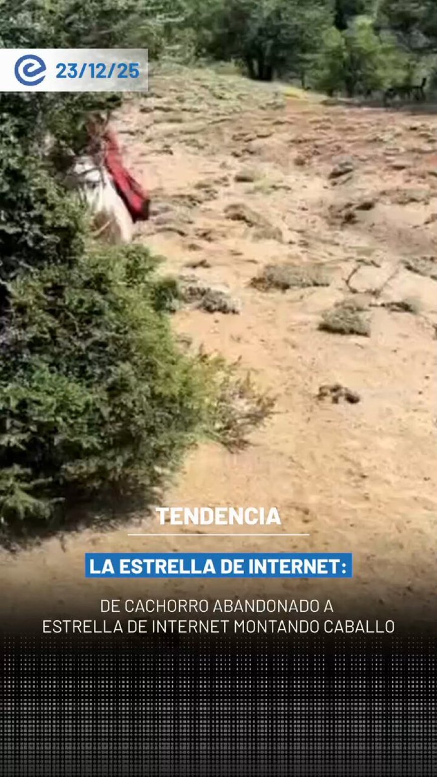 🔵 Preguntale, un perro de campo rescatado cuando era cachorro, se convirtió en un fenómeno viral tras aparecer en redes luciendo boinas, ponchos y protagonizando escenas humorísticas junto a su dueño, Diego Cuadro.