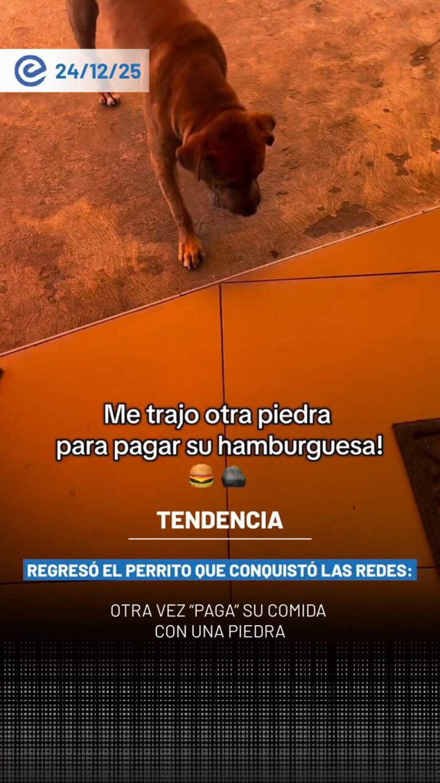 🔵 Esmashito, un perrito, se volvió viral en Ciudad de México tras ser captado “pagando” su hamburguesa con una piedra en un local de comida rápida, una escena que enterneció a los usuarios en redes sociales.