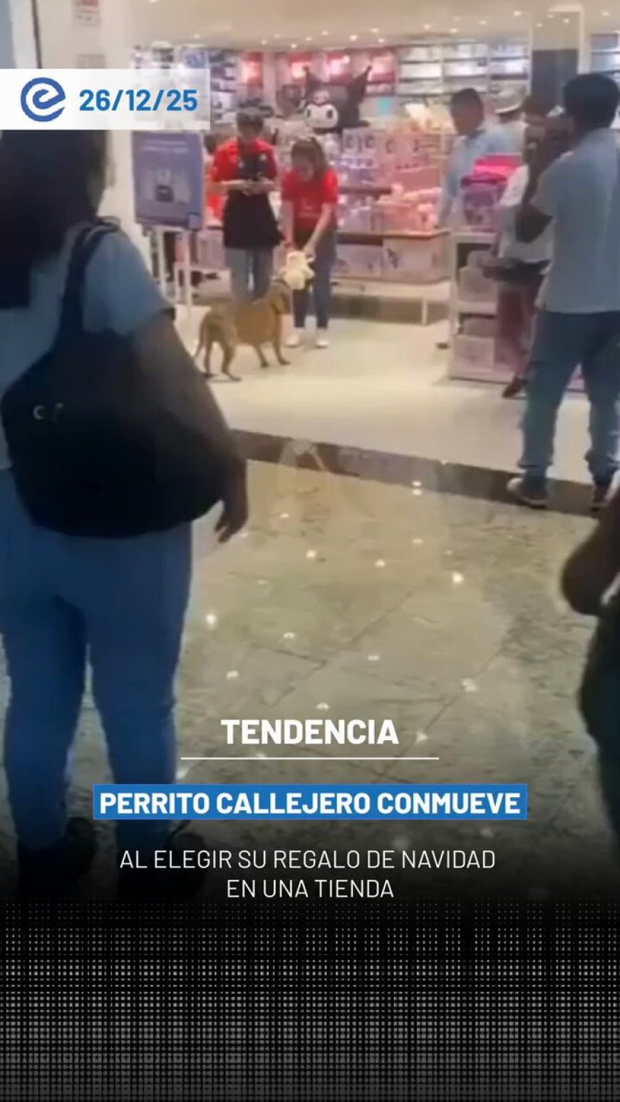 🔵 Un perro callejero ingresó a un local comercial y tomó un peluche del que no quiso separarse; las personas presentes reunieron dinero y se lo regalaron como obsequio de Navidad.