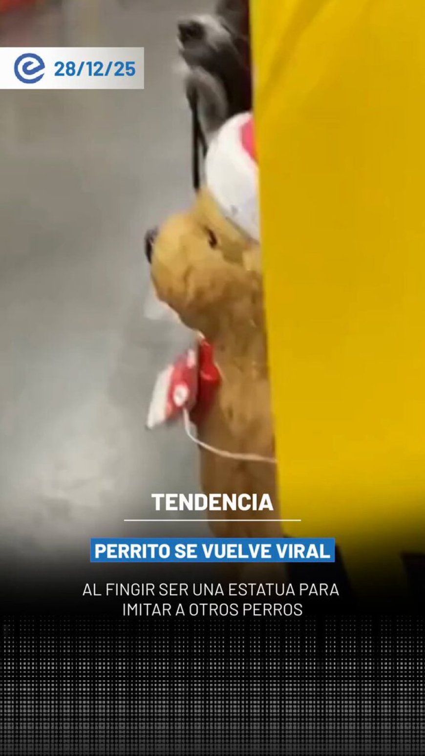 🔵 Un video viral en redes sociales muestra a un perrito apodado “Manchas” fingiendo ser una estatua para imitar a los perros de ornato que lo rodean, generando miles de reacciones por su comportamiento.