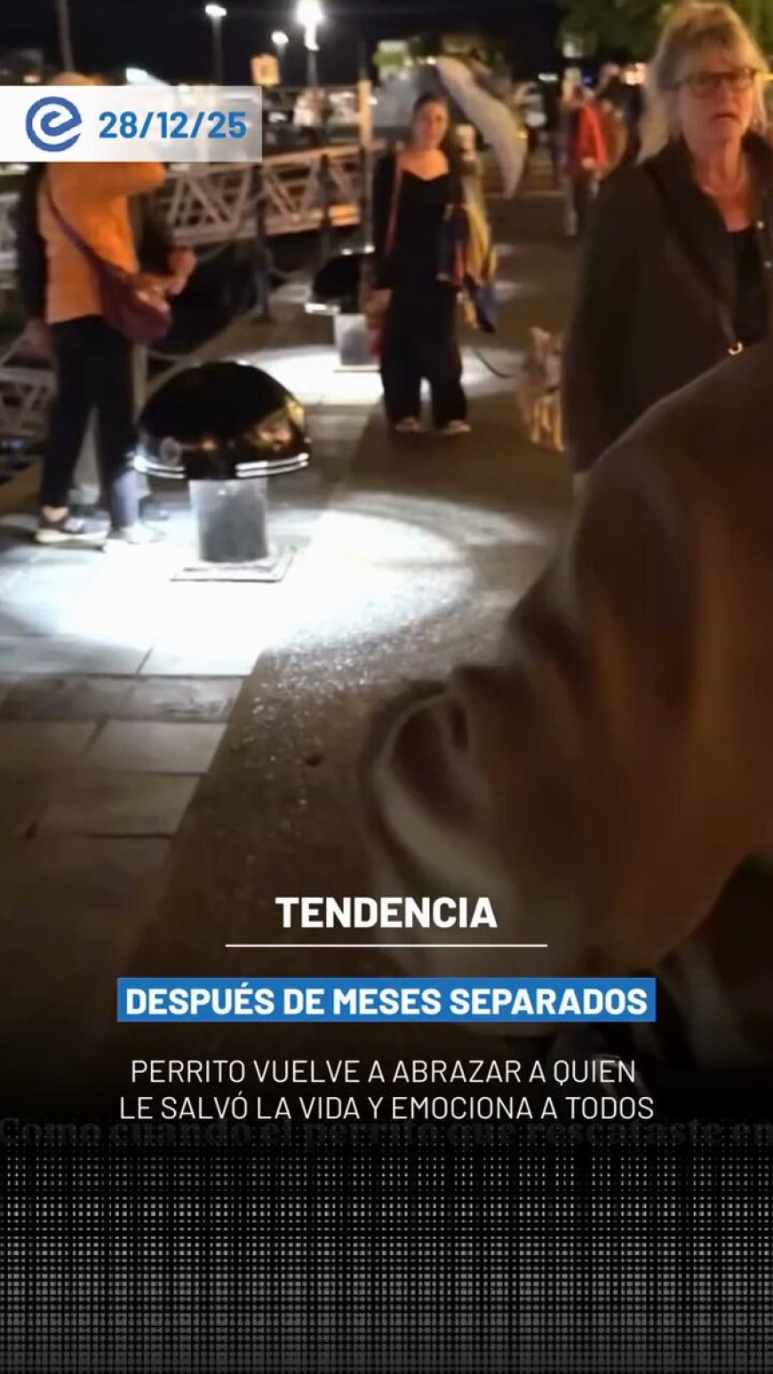 🔵 Cada rescate deja huella, pero verlos crecer felices y rodeados de amor confirma que cada despedida valió la pena. Norbert, antes Pistache, nos recordó que los lazos verdaderos nunca se rompen