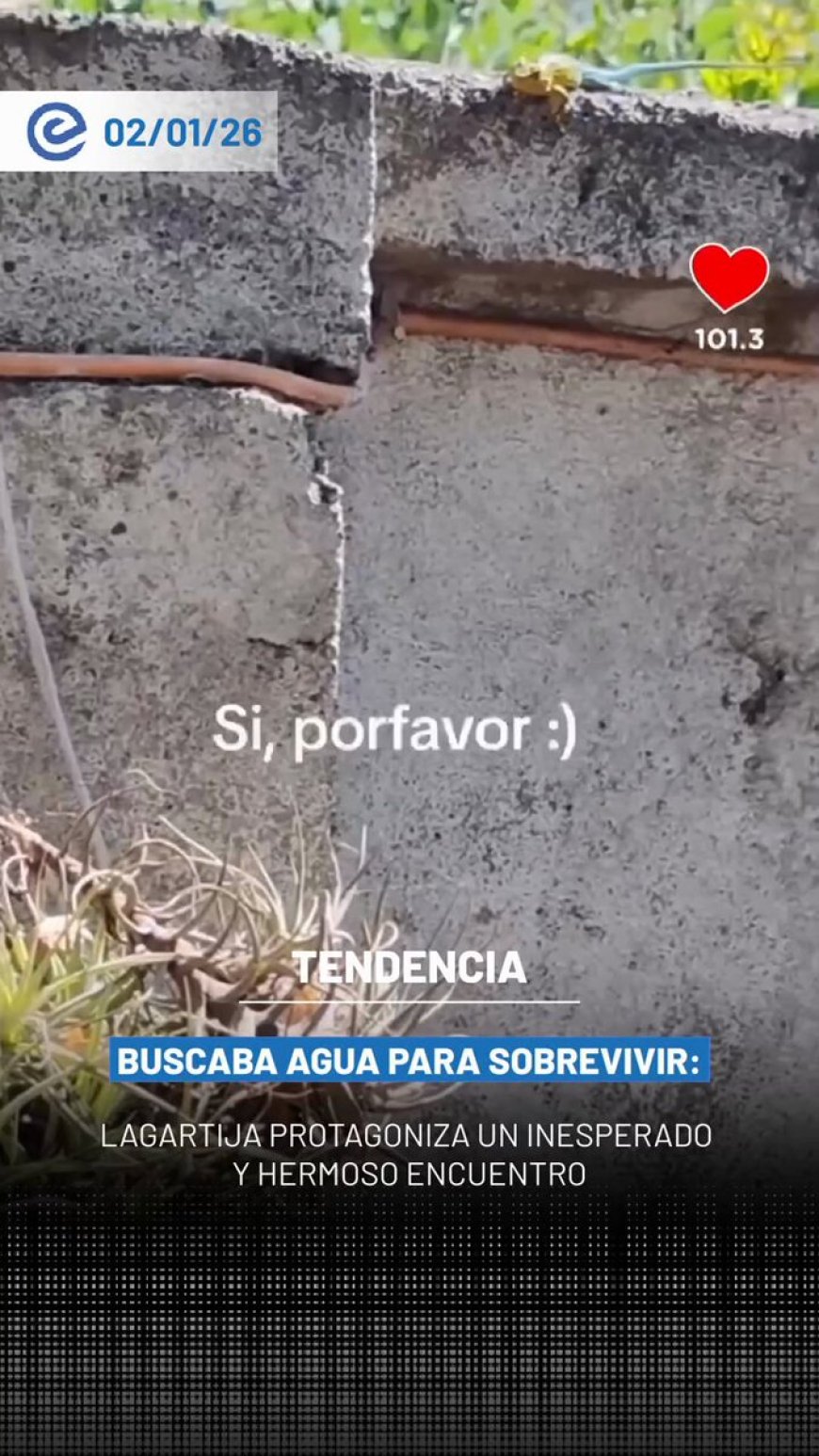 🔵 Un video compartido en TikTok por la usuaria @yayoviajes muestra un inesperado y tierno encuentro con una lagartija.