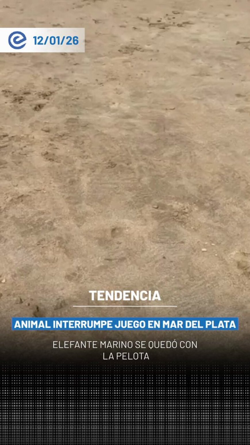 🔵 Una escena insólita se registró en una playa de Mar del Plata, donde un elefante marino se apoderó de la pelota de un grupo de personas que jugaba en la arena.