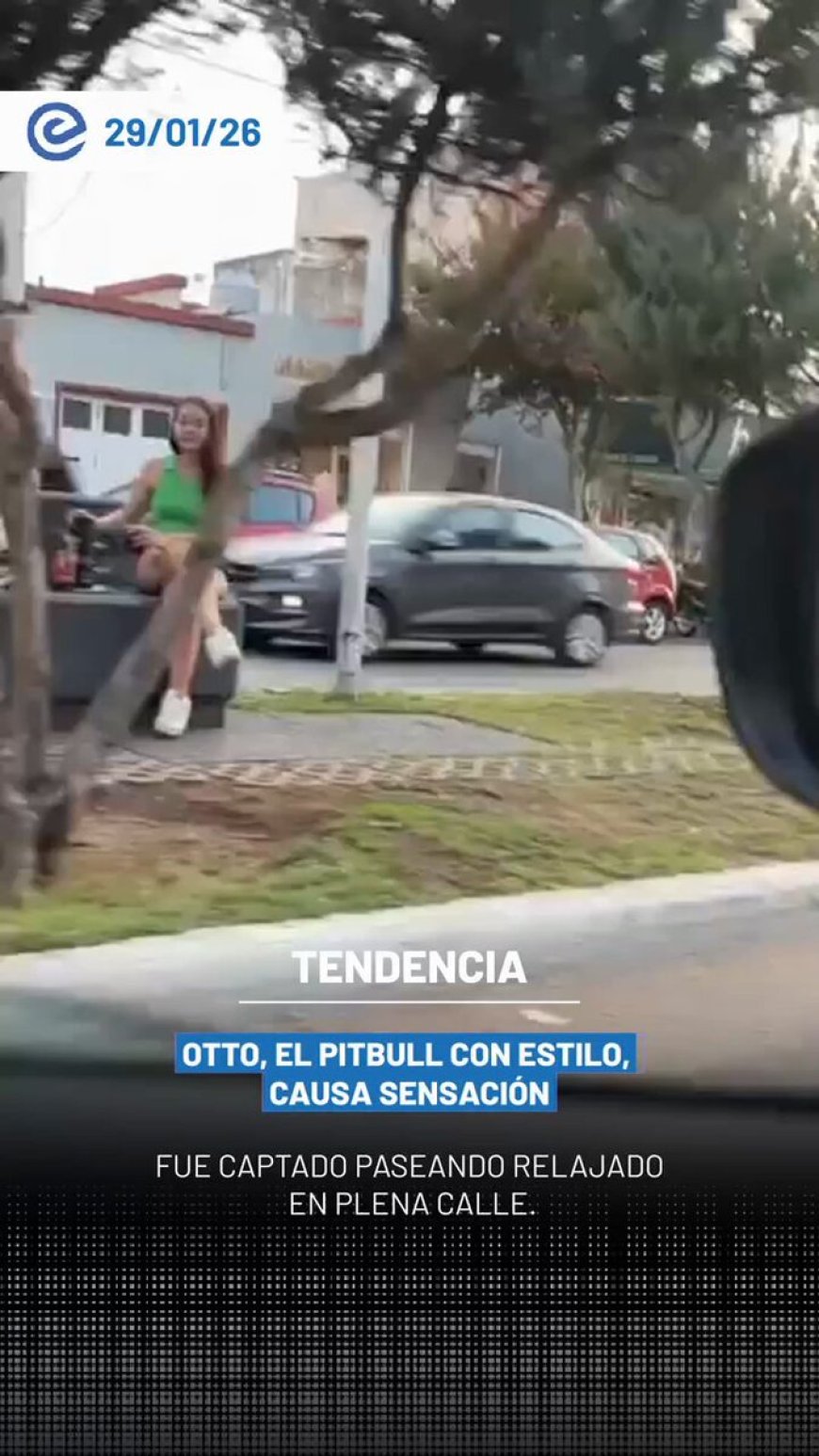 🔵 Un pitbull llamado Otto se volvió viral tras ser captado viajando muy relajado en un auto descapotable, usando lentes de sol y cadena. El curioso momento ocurrió durante vacaciones y rápidamente llamó la atención en TikTok.